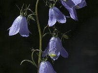 Campanula rhomboidalis 1, Saxifraga-Marijke Verhagen